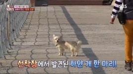 동물농장 죽도의 명물 밍키, 관광객 안내 자처한 이유
