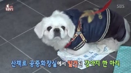 동물농장 산책로 화장실 강아지 흰둥이, 왜 버려졌나