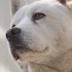 동물농장 탈출견 땡큐 이야기 공개