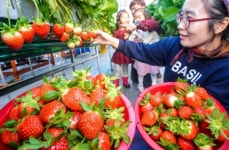 한겨울 딸기풍년