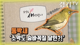 [영상] 소악도 숨바꼭질 달인?! | 동박새 | 소악도의 새상살이