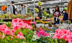 봄을 맞은 화훼농원