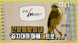 [영상] 습지대의 마에스트로... | 긴발톱할미새 | 소악도의 새상살이