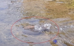 하남 덕풍천과 한강변 습지에 잉어떼 산란 장관