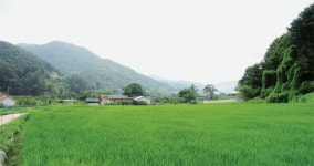 [아름다운 강산 산山 내川 들野 나들이] 양평 용문산 보릿고개 마을