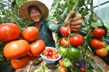 광주 퇴촌 토마토 완판 모처럼 미소