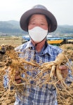 [코로나 시대 주목받는 강화인삼] 20년 인삼 재배한 강화인삼농협조합 류택수 조합원