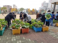 수원 화양초, 직접 키운 배추 100포기 기부