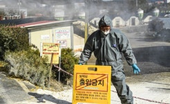 용인 청미천서 H5형 AI 바이러스 검출…청미천에서만 5번째