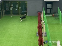 안양 관양동 주민들 하루종일 울리는 개짖는 소리로 못살아