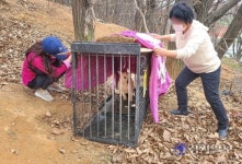 인천 서구, 주민 민원에도 개 농장 방치