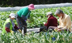 봄 열무 수확 한창 [포토뉴스]