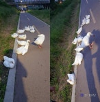 안산시 안산천에 거위 웬 일?…배설물 등으로 주민 불편