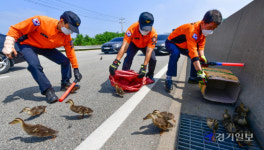 고속도로에 등장한 오리가족 구조작전 [포토뉴스]