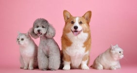 가평군 돌봄취약기구 반려동물 의료서비스 지원