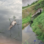 여주교도소 입구 대신천 하수배출구 주변서 물고기 떼죽음