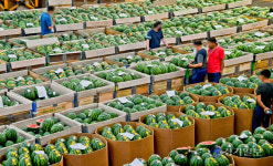수박경매 한창인 구리농수산물도매시장 [포토뉴스]
