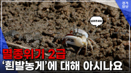 [영상] 갯벌 메워 무엇을 만들려고…멸종위기 흰발농게