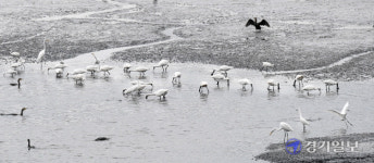 용현 갯골수로 저어새 철새 천국 [포토뉴스]