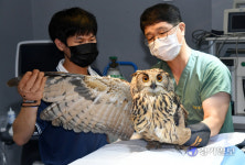경기도야생동물구조센터 수리부엉이 [포토뉴스]