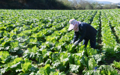 [현장, 그곳&] 때 이른 10월 한파, 경기도 농가 발동동