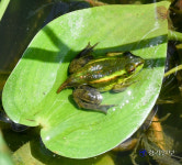 [인천 깃대종, 생태계를 가다] 깃대종 보호 위한 서식실태 파악 본격화