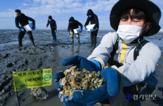 경기해양수산자원연구소, 바지락·가무락조개 등 방류 [포토뉴스]