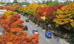 도심지 가로수 단풍 [포토뉴스]