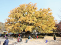 [인천의 문화유산] 장수동 은행나무