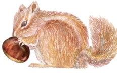 [생각하며 읽는 동시] 산등성이 다람쥐