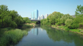 삼성전자 화성·용인·평택지역 하천살리기…‘수달 서식’ 등 성과