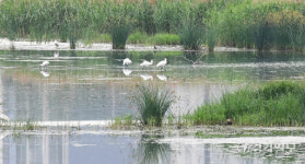 제1회 인천 깃대종 저어새 생태관광 [포토뉴스]