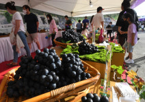 흥겨운 송산포도축제 [포토뉴스]