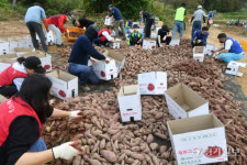 화성시 사랑의 고구마 수확 및 나눔행사 [포토뉴스]