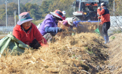 강화 인삼값 폭락... 시름 깊은 농심 [포토뉴스]