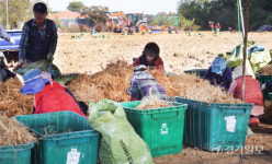 강화 인삼값 폭락... 시름 깊은 농심 [포토뉴스]