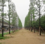 동두천시, 전철 철로변 완충녹지구간 가로수길 조성 호응