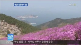 대금산 진달래의 향연