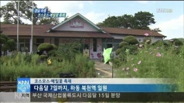 하동 코스모스*메밀꽃 축제