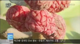 밀양 구지뽕 효자상품 등극