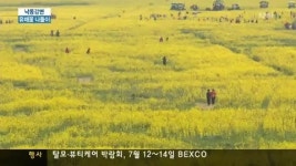 낙동강변 따라 유채꽃 나들이