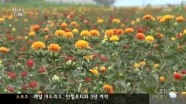 귀한 대접 산청 홍화꽃 수확
