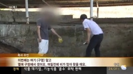 분뇨 유출 심각, 축산 농가 일제 점검