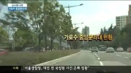 도시와 나무) 사고 막는 가로수 중앙분리대