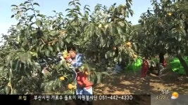 진영 단감 수확, 가격 15% 인상