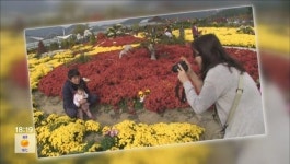 축제를 즐겨요 - ④ 거제 섬꽃축제