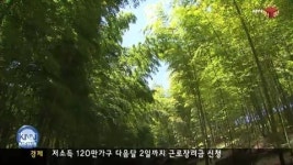 거제 맹종죽순 수확 한창