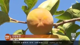 단감 수확, 수출 활기