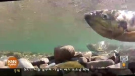 태화강 연어 물반 고기반