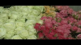 졸업입학시즌 화훼농가 '싱글벙글'